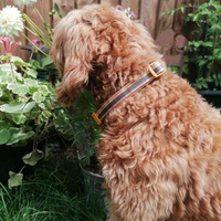 Adjustable Dog Collar - Chestnut Lane