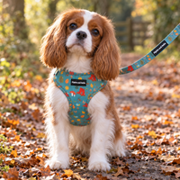 A Cavalier King Charles Spaniel dog wearing a teal dog harness with a red and yellow pattern, sitting on a leaf-covered path in an autumn park. The harness has a black label that reads 'Pipkin and Bella'.
