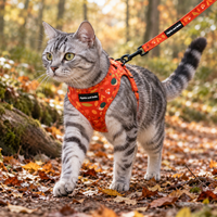 A gray tabby cat wearing an orange and red patterned harness walks on a leaf-covered forest path, attached to an orange leash. The harness has a black label that reads 'Pipkin and Bella'.