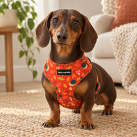 A dachshund wearing an orange harness with a leaf and flower pattern, standing on a woven rug in a cozy living room setting.