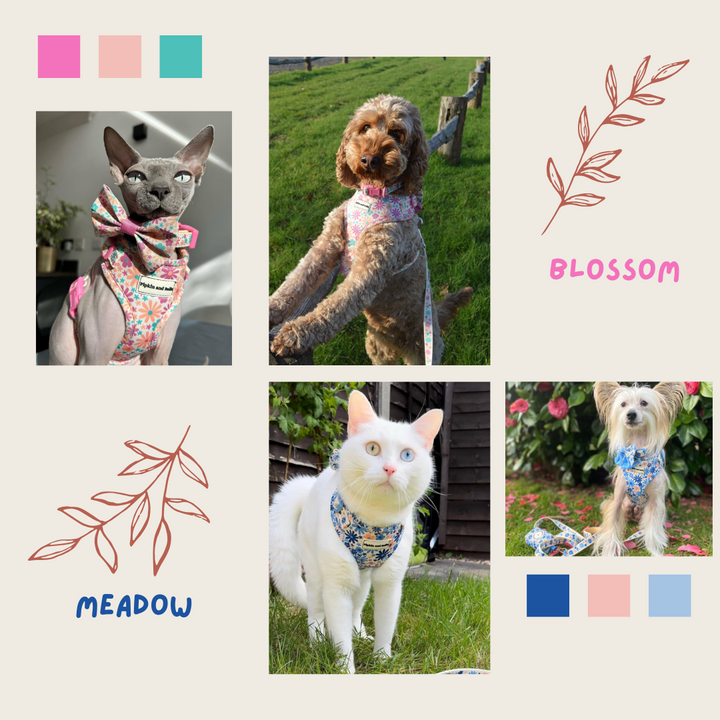 Travelling With Cats or Dogs