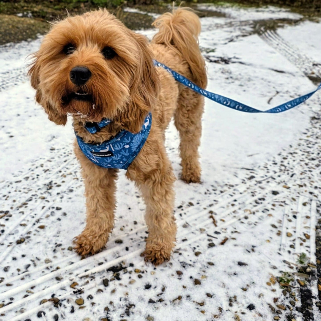 Why Does My Dog Pull on the Lead More in Winter? Causes and Simple Fix ...