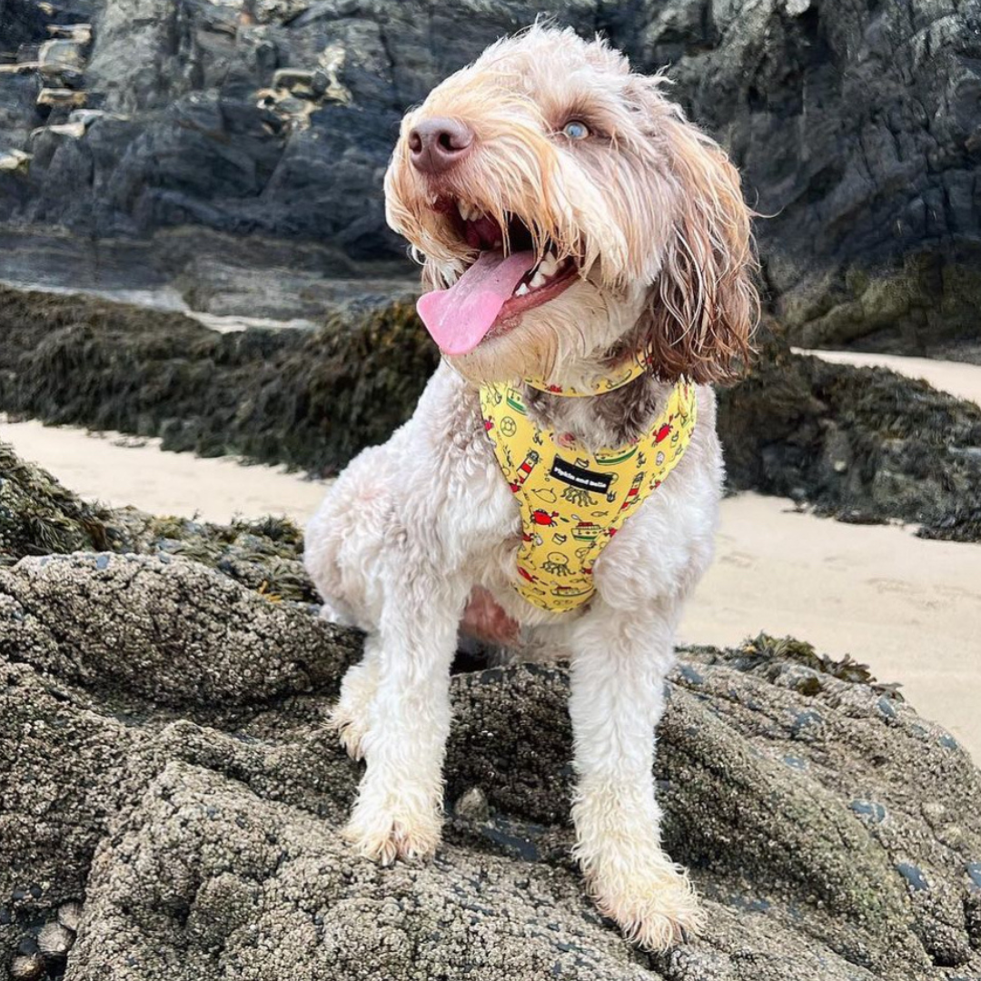Giving Back, Pipkin and Bella Help Pets in Need Across the UK