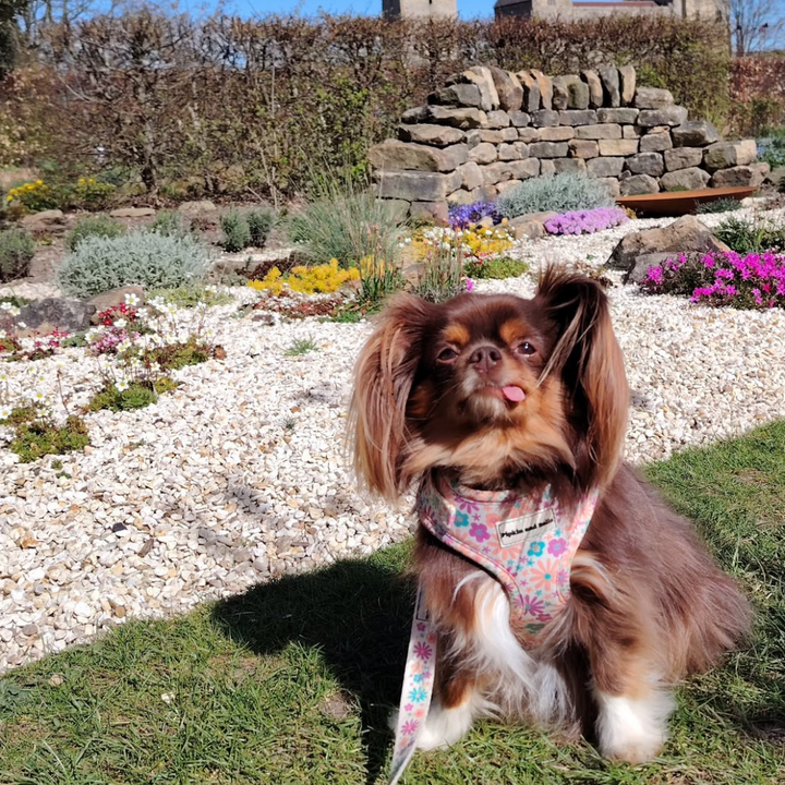 Summer Adventure Checklist: Must-Haves for Dogs and Cats on the Go