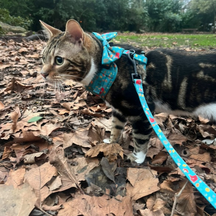 Harness Training for Kittens and Puppies