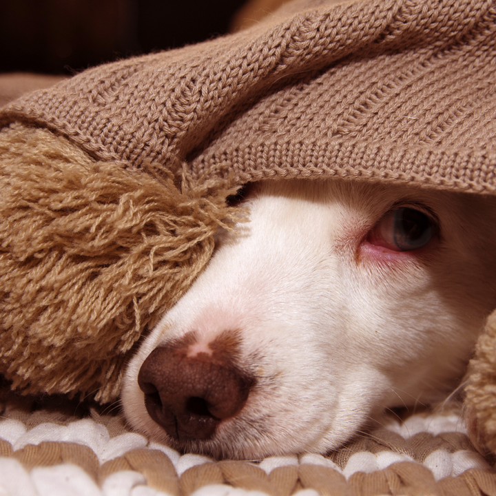 How to Keep Your Dog Calm During Storms