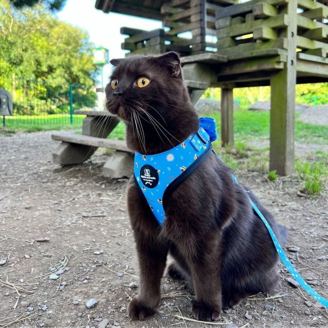 Providing Kitty Fashion Since 2021 – Pipkin and Bella