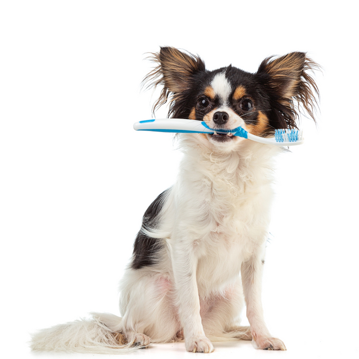 Keeping Your Dog's Teeth in Tip-Top Shape