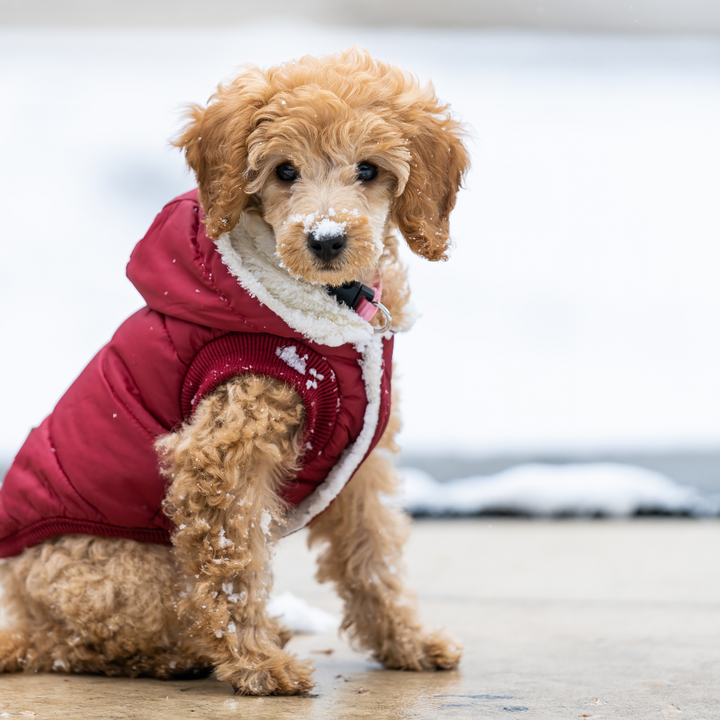 Keeping Pets Safe in Snow, Ice, and Freezing Temperatures