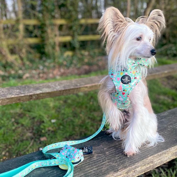 Springtime Pet Care for Cats and Dogs