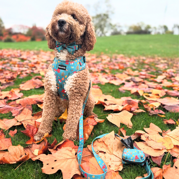 Autumn Adventures Await: Cosy Walks with Chestnut Lane and Wellie Walkies