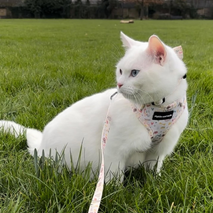 Understanding Your Pet’s Body Language.