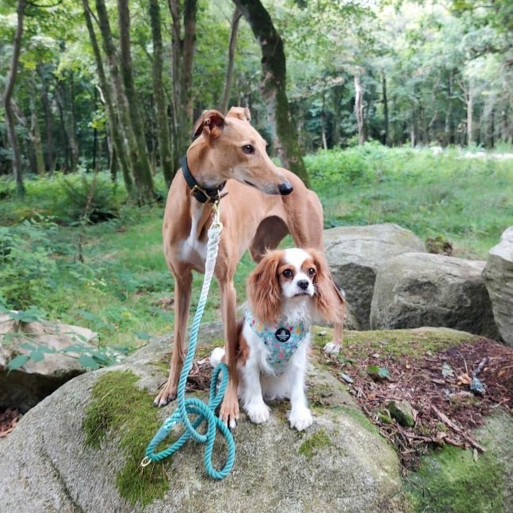 Margo and Tilly out for a forest walk