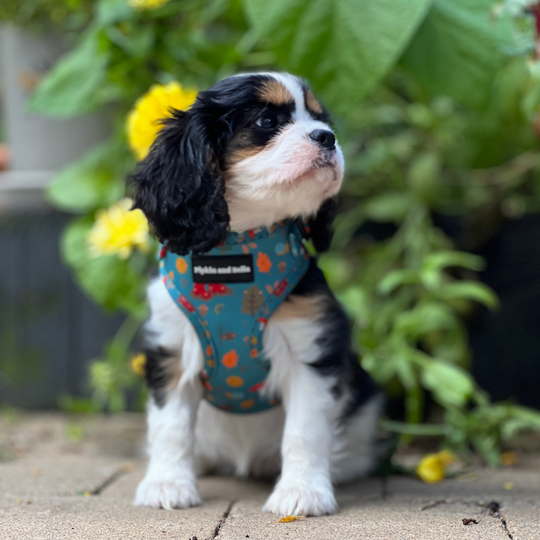 wellie walkies