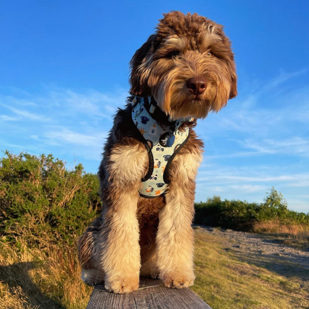 Adjustable Dog Harness - Safari