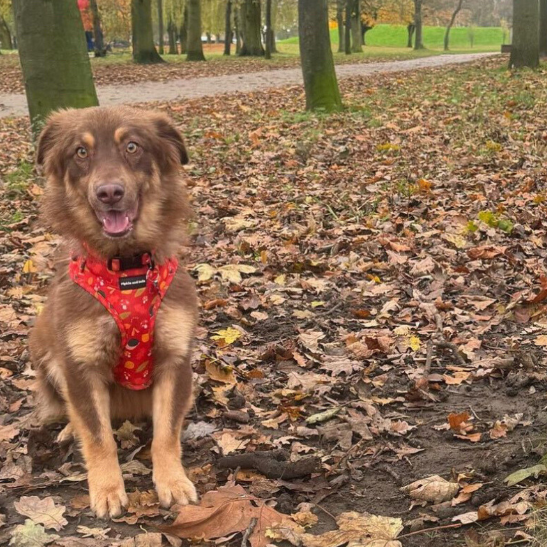 Adjustable Dog Harness - Woody the Snail