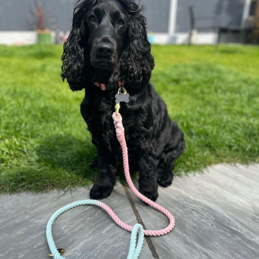 Ombre Rope Dog Lead - Sweet Dreams