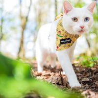 Pet Bandana - Paws Ahoy