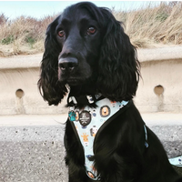 Adjustable Dog Harness - Safari