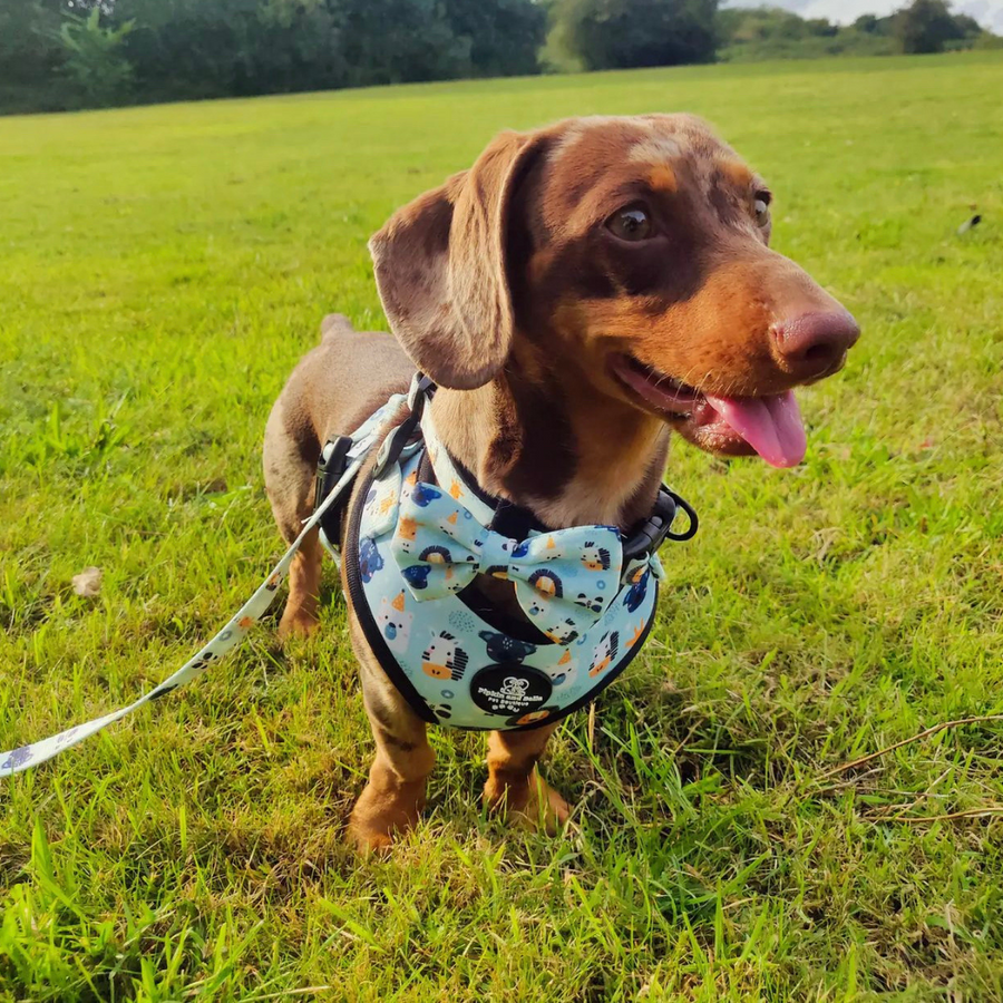 Adjustable Dog Collar - Safari