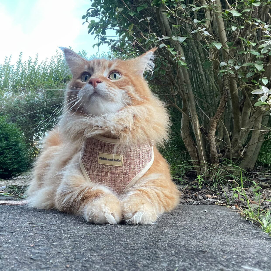 Adjustable Cat Harness - Highland Spark