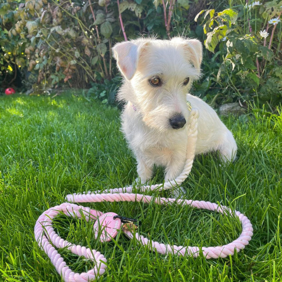 Ombre Rope Dog Lead - Candy