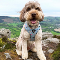 Adjustable Dog Harness - Farmyard Fairy Tale