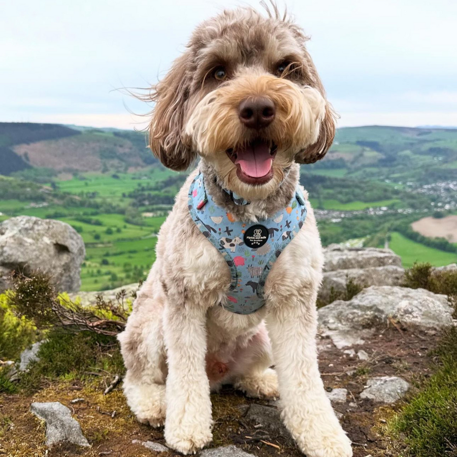 Adjustable Dog Harness - Farmyard Fairy Tale