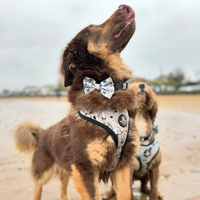 Pet Bow Tie - Doggie Dawg