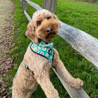 Adjustable Dog Harness - Heart 2 Heart