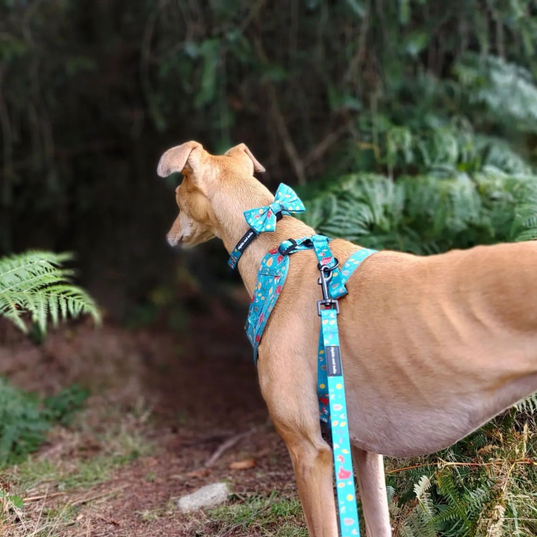 Adjustable Dog Collar - Wellie Walkies