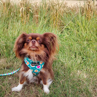 Adjustable Dog Harness - Heart 2 Heart