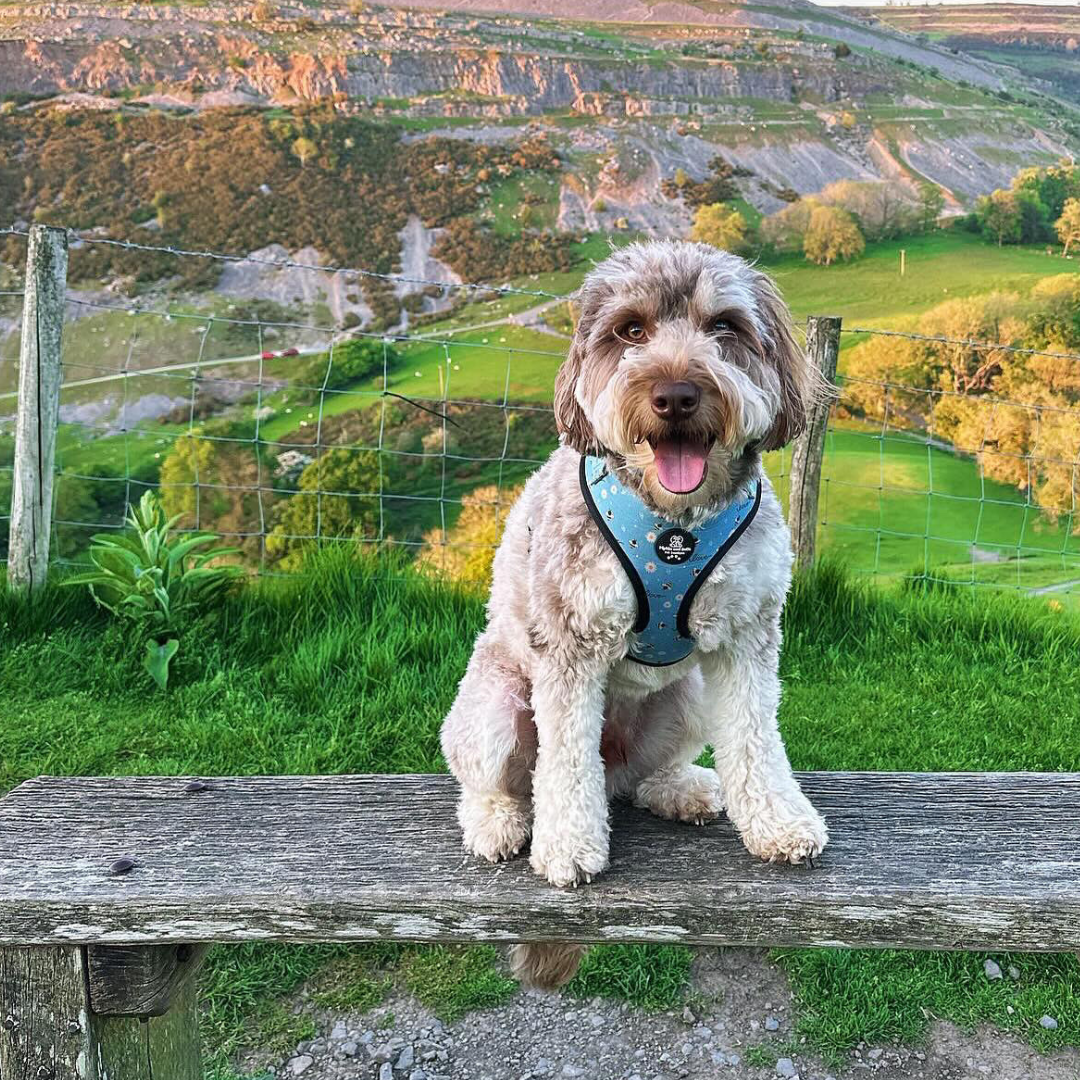 Adjustable Dog Harness - Bee Love