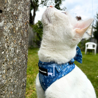 Adjustable Cat Harness - Moonlight Walk