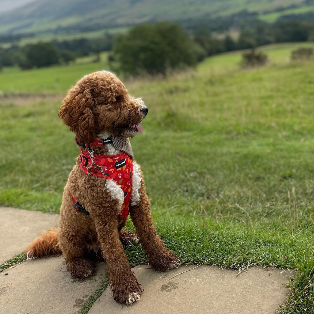 Adjustable Dog Harness Woody the Snail