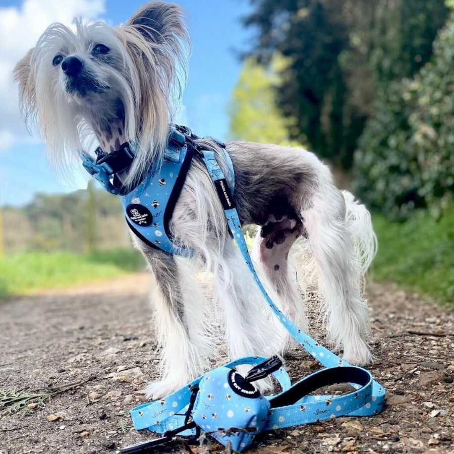 Adjustable Dog Harness - Bee Love