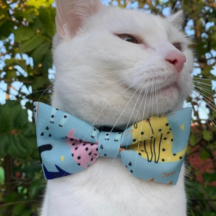 Cat Collar and Bow - Purrfect Catitude - Blue