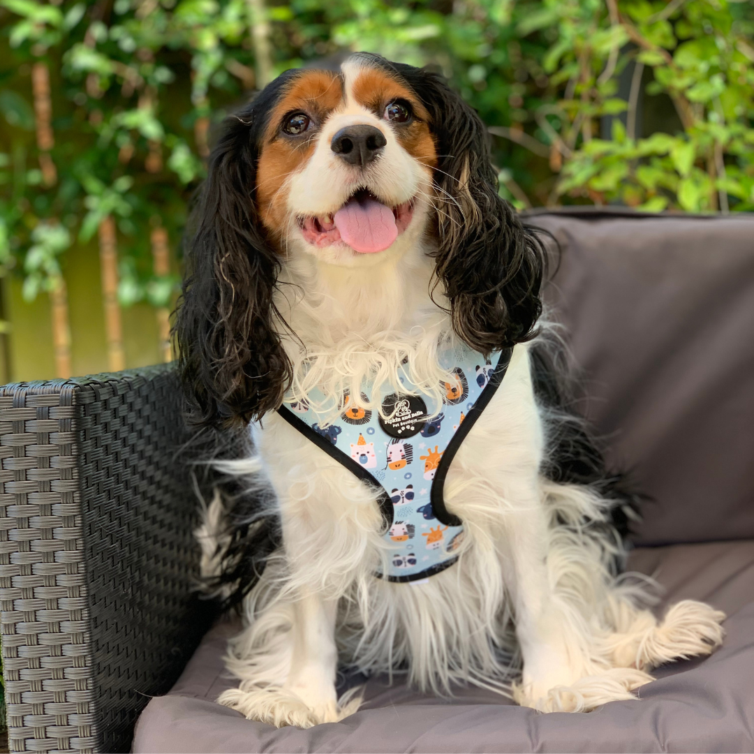 Adjustable Dog Harness - Safari