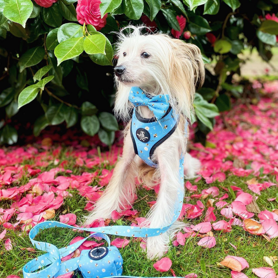 Adjustable Dog Harness - Bee Love