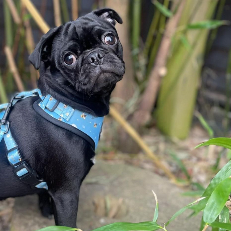 Adjustable Dog Harness - Bee Love