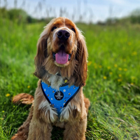 Adjustable Dog Harness - Bee Love