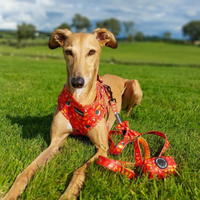 Adjustable Dog Harness - Woody the Snail