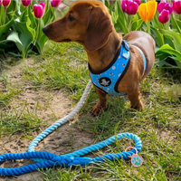 Adjustable Dog Harness - Bee Love