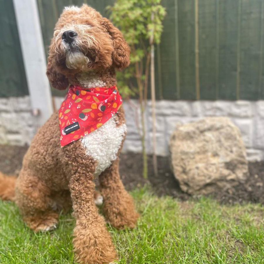 Pet Bandana - Woody the Snail