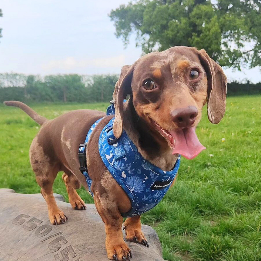 Adjustable Dog Harness - Moonlight Walk