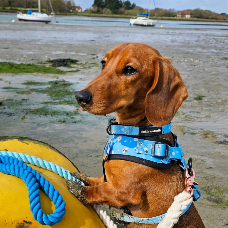 Adjustable Dog Collar - Bee Love