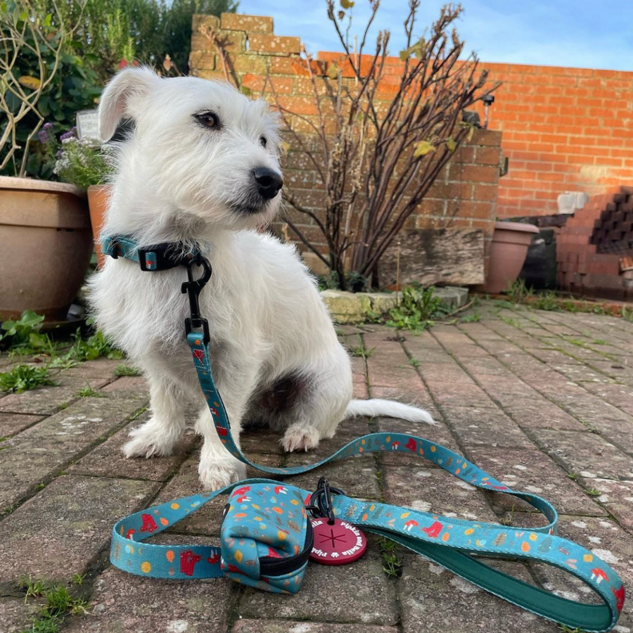 Adjustable Dog Collar - Wellie Walkies