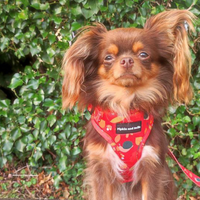 Adjustable Dog Harness - Woody the Snail