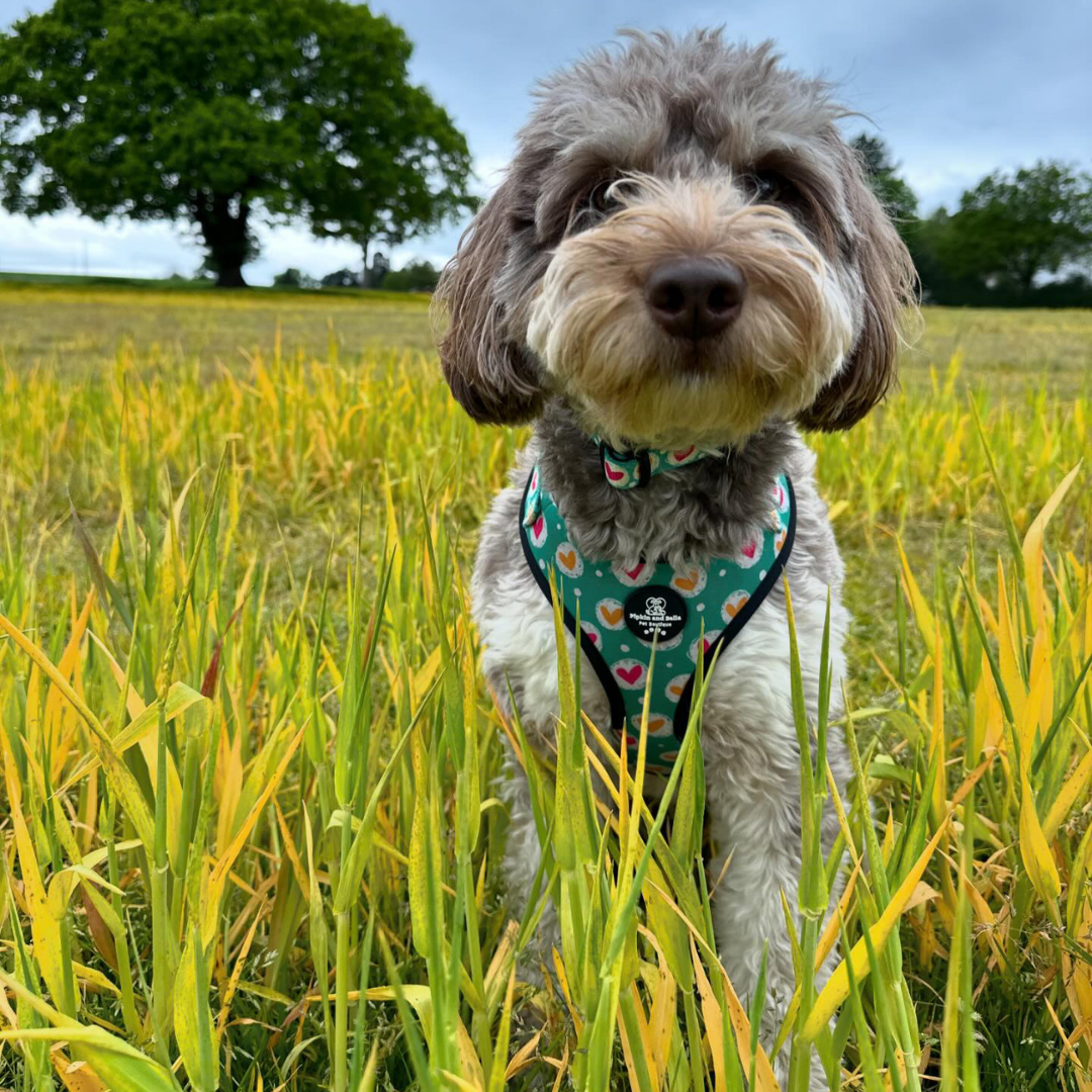 Adjustable Dog Harness - Heart 2 Heart