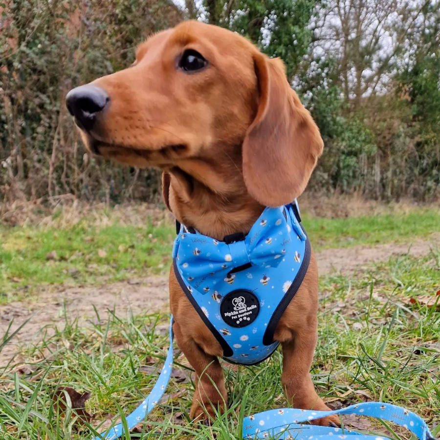 Adjustable Dog Harness - Bee Love